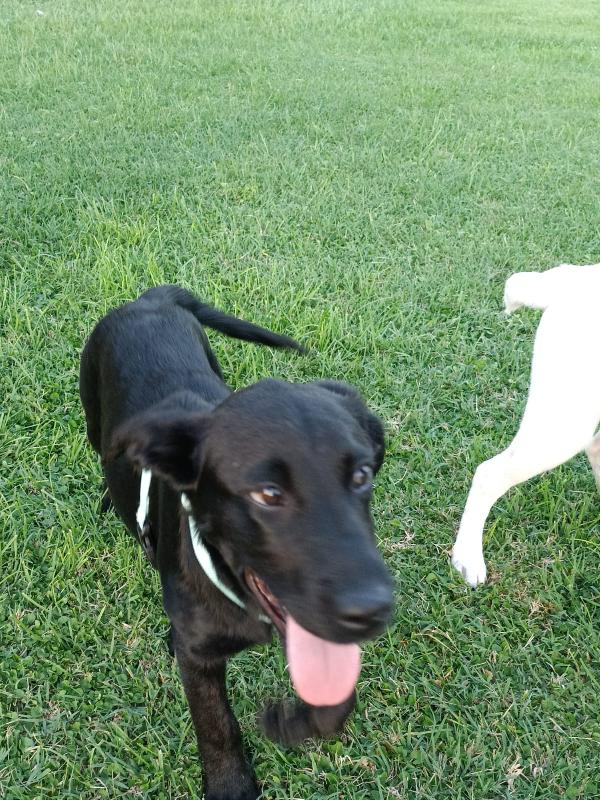 🐾 ROXY – CUCCIOLA DOLCISSIMA IN CERCA DI CASA 🐾 Foto 3